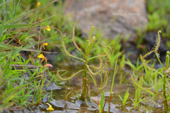 Drosera indica